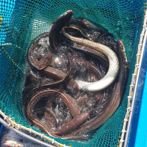 자연산 통영 바다장어 1kg + 소스2개 증정 대표이미지 0번째